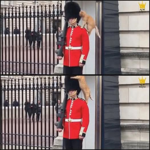 The Husky tweet media