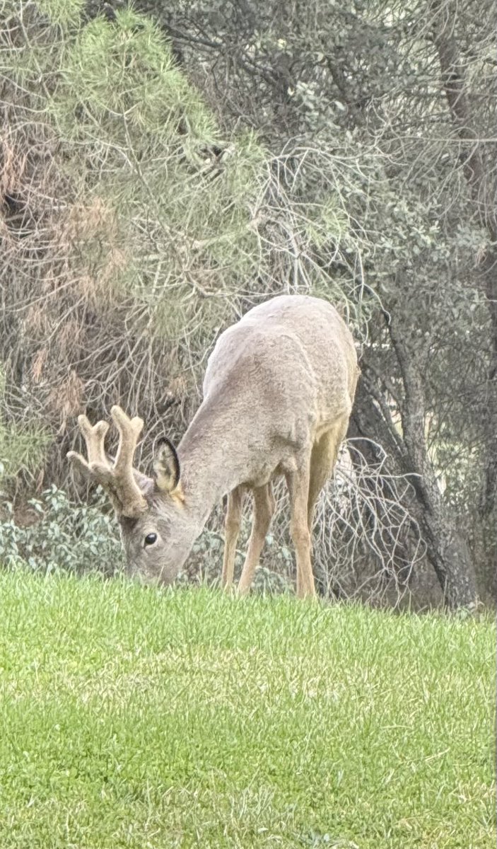 Ait_arquintec's tweet photo. Bonito corzo con su cornamenta en crecimiento. Cada año, los machos, mudan sus cuernos y los regeneran en unos pocos meses. 🦌🌲🌲🌲⤵️⤴️ https://t.co/Re8AIMAvDd