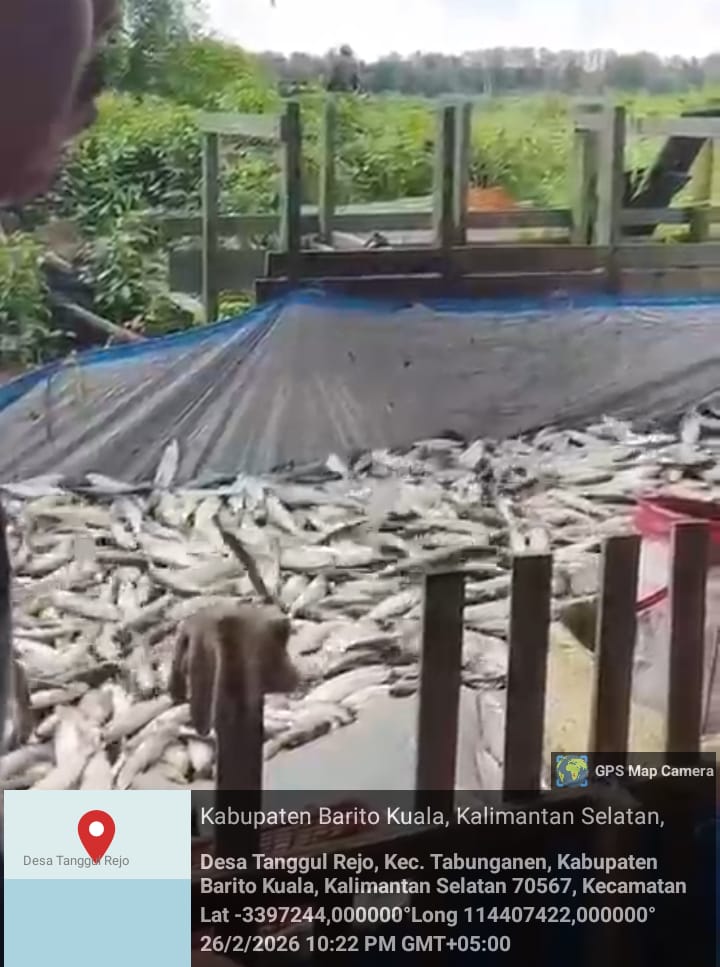 yahsari05's tweet photo. Hari Kamis tgl 26 February 2026,pendampingan akses pemasaran hasil Perikanan budidaya bandeng di tempat Bapak Ahmad Desa Tanggul Rejo kecamatan tabunganen. Dengan hasil 1000 kg, harga, @ Rp. 18.000,- https://t.co/JbTWnGmV05