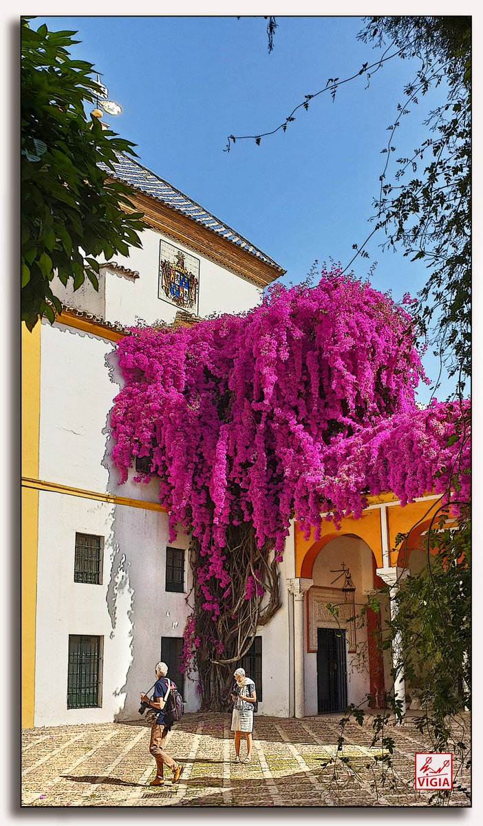 La buganvilla del la Casa de Pilatos.