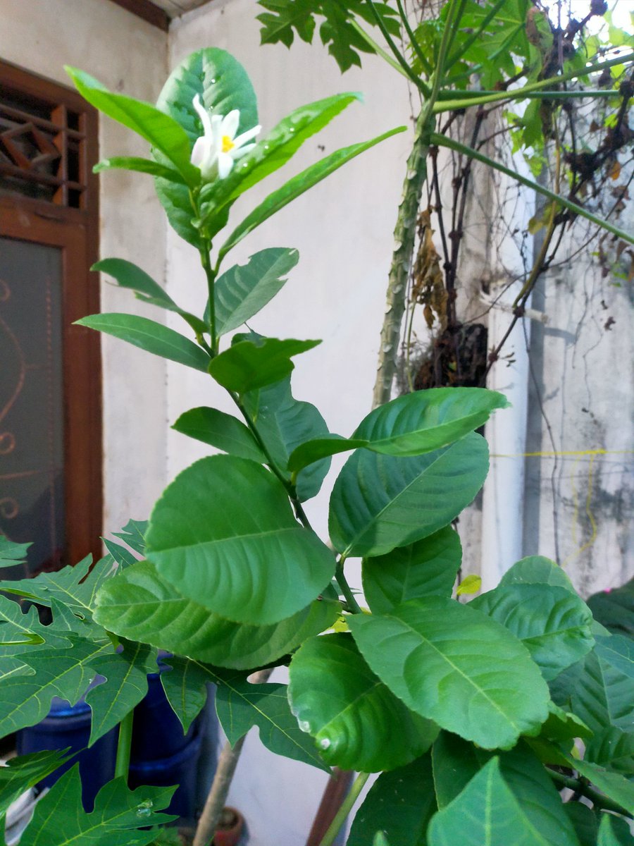 anitadhewy's tweet photo. Di tengah berita buruk di dalam dan luar negeri, ada kabar baik. Pohon lemonku akhirnya berbunga 😍.
Semoga jadi lemon di tengah hujan yang terus datang. Aku akan sabar, sesabar aku nunggu kamu berbunga 😊. https://t.co/CykUmyLaVt