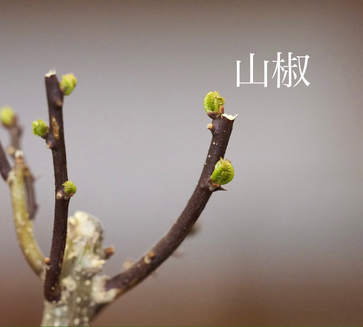 HARU_mumbo's tweet photo. 当店で冬を越した苔玉、盆栽たちが芽吹きの季節を迎えています🌱

ここから4月に向けて数を増やしていきますので、お気軽にお越しください♪ https://t.co/9IDnq1UrdI