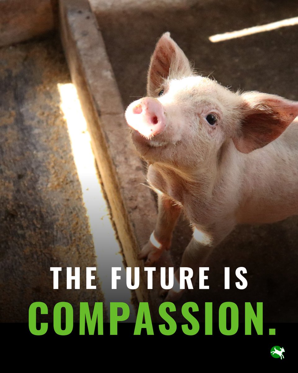 Compassion in World Farming US tweet media
