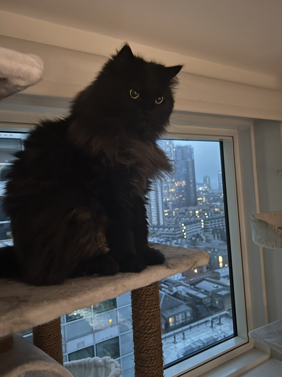 Mr.London.Meow 💙 tweet media