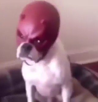 GuruNOYFB tweet media