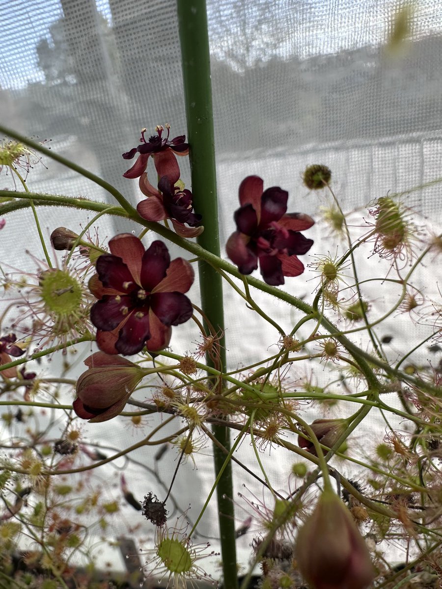 グ ラ ス ラ （4/10〜12inサンシャイン 「オキボタ」） (@grandsura