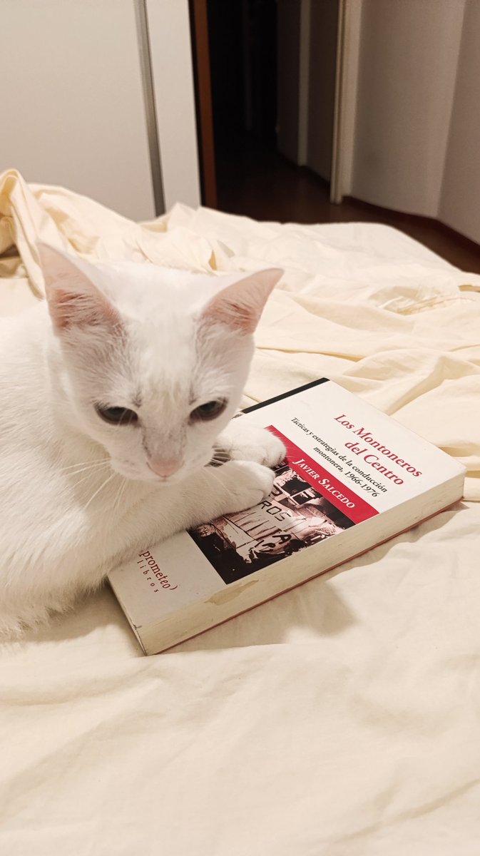 Creo que el gato me está dando una señal sobre lo que hay que hacer