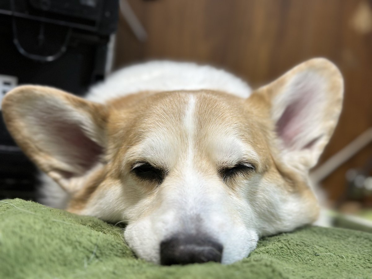 コーギー短足部(部長) (@corgi_andypapa) / Posts / X