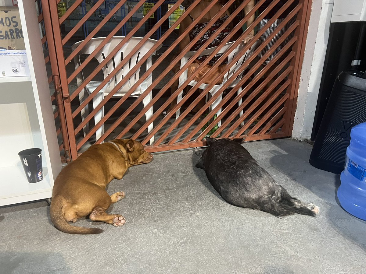 Una fedeltà senza eguali. Accecate dal sonno, non rientrano in casa. Aspettano che chiudiamo il negozio per rientrare con noi. Sono uniche Moka&amp;Nina.

#Nina #Moka #MyDog #IlMioCane #Cachorro #ViraLata #Meticcio #DogLover #MyDog