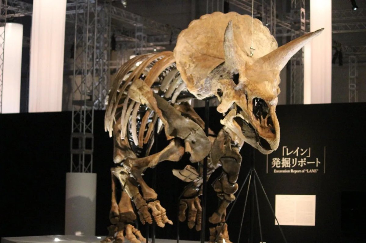 ケラトプスユウタ tweet media