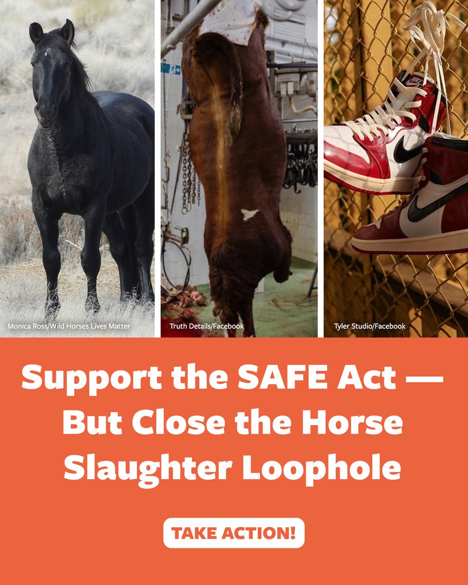 Horses cannot speak for themselves in Congress. Now is the time to ensure this legislation delivers real, lasting protection. Close the slaughter pipeline loophole in the #SAFEAct today. #ProtectWildHorses 
Take action: bit.ly/4rPeTpA
RT &amp; support bit.ly/4lftyYx