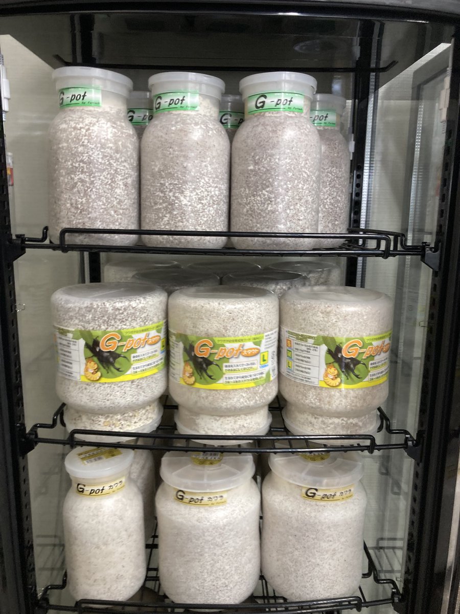 入荷情報@インセクトファミリー tweet media