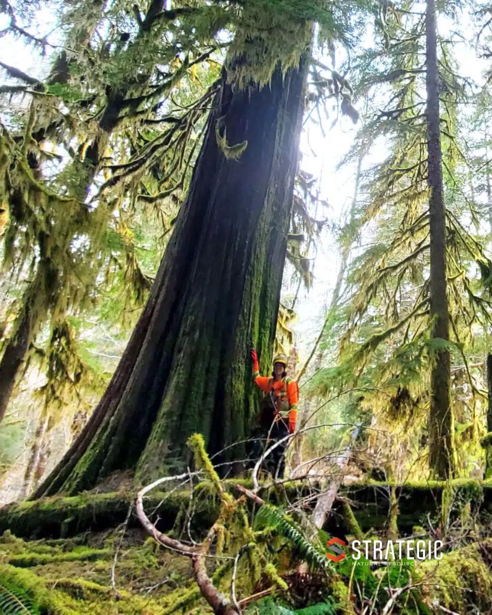 StrategicNRgrp's tweet photo. Strategic implements effective treatment strategies that mitigate the risk of wildfires while balancing the economic opportunities of a sustainable resource like forests https://t.co/UFAzKlMHs2
#WorldEngineeringDay
#SNRgroup
#RiskManagement
#FireSwarm
#ACCInnovation https://t.co/zeOHyHlgTQ