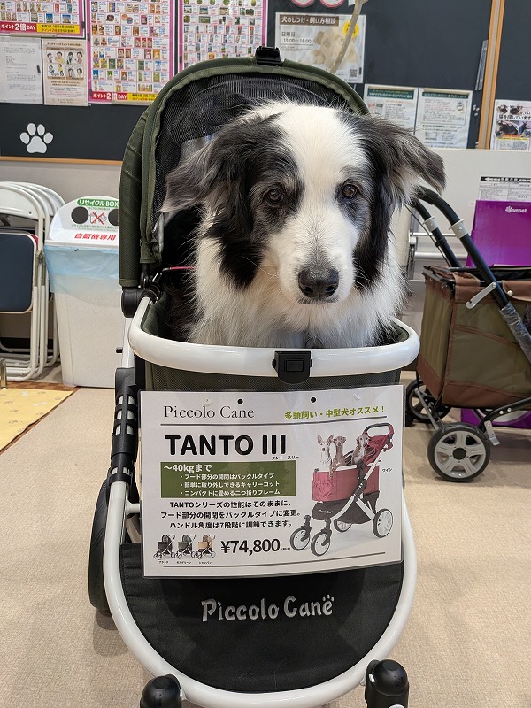 ドルチェ tweet media