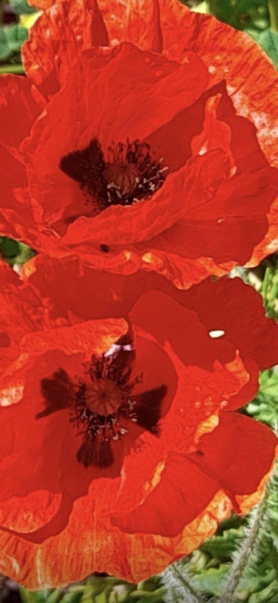 Ira Mukhoty tweet media