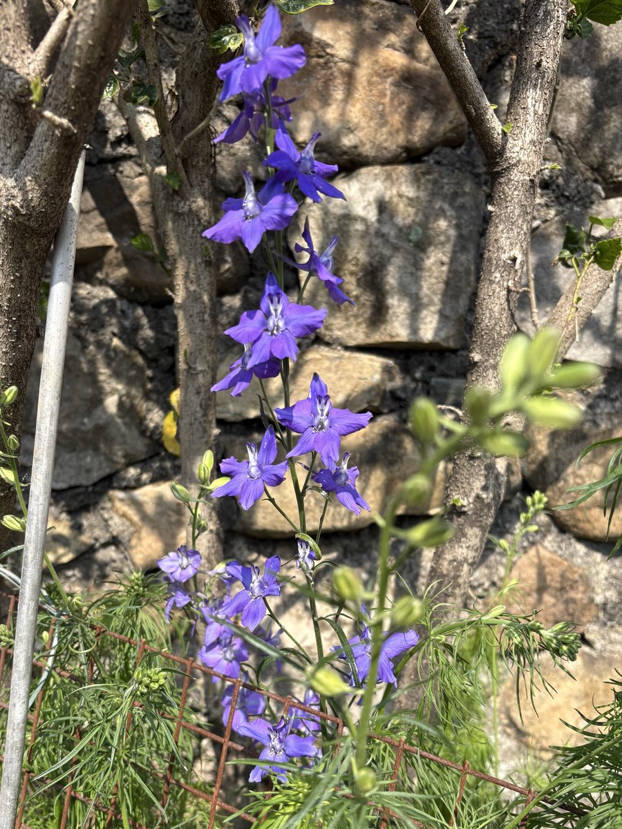 Ira Mukhoty tweet media