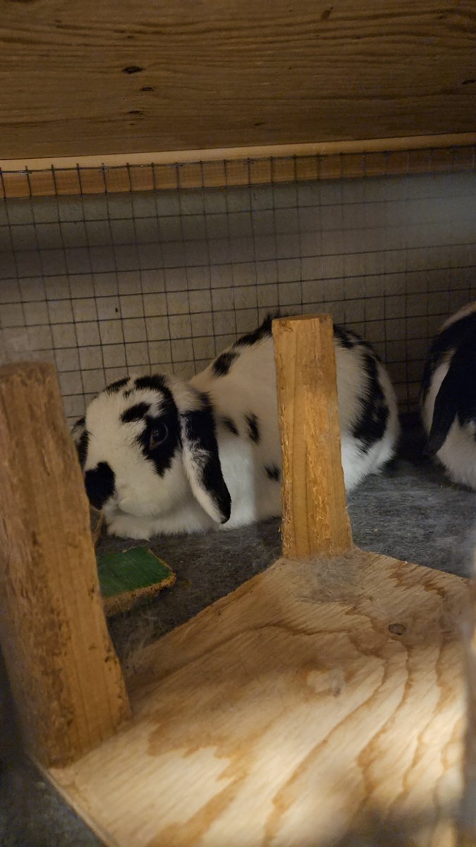 Daily bun no. 700.  Waiting for a treat with his sister. 🐇🐇