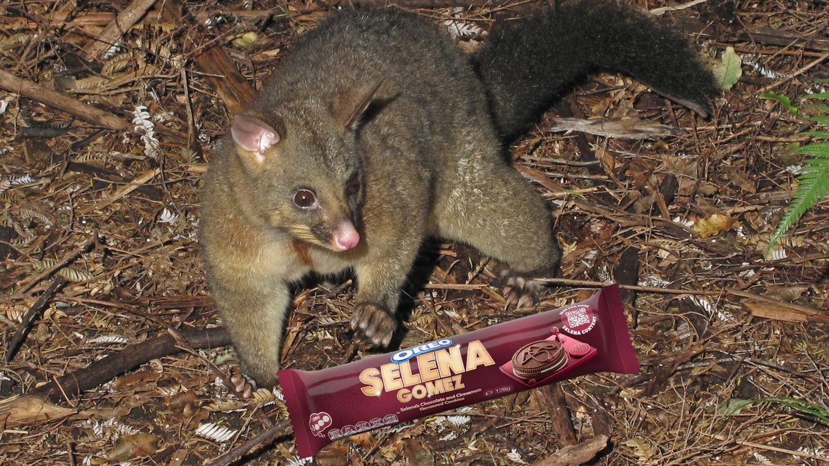 SELENAT0RSARMY's tweet photo. Selena Gomez’s limited Oreo cookies have helped scientists in New Zealand catch possums that threaten the local ecosystem.

“The Oreos were part of a trial by scientists who discovered chocolate cookies worked better than prescription stimulant drugs.”

(https://t.co/7iHTC6dw3F) https://t.co/tQjKKYpNKU