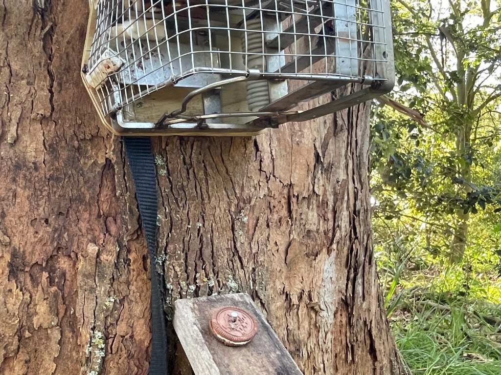 SELENAT0RSARMY's tweet photo. Selena Gomez’s limited Oreo cookies have helped scientists in New Zealand catch possums that threaten the local ecosystem.

“The Oreos were part of a trial by scientists who discovered chocolate cookies worked better than prescription stimulant drugs.”

(https://t.co/7iHTC6dw3F) https://t.co/tQjKKYpNKU