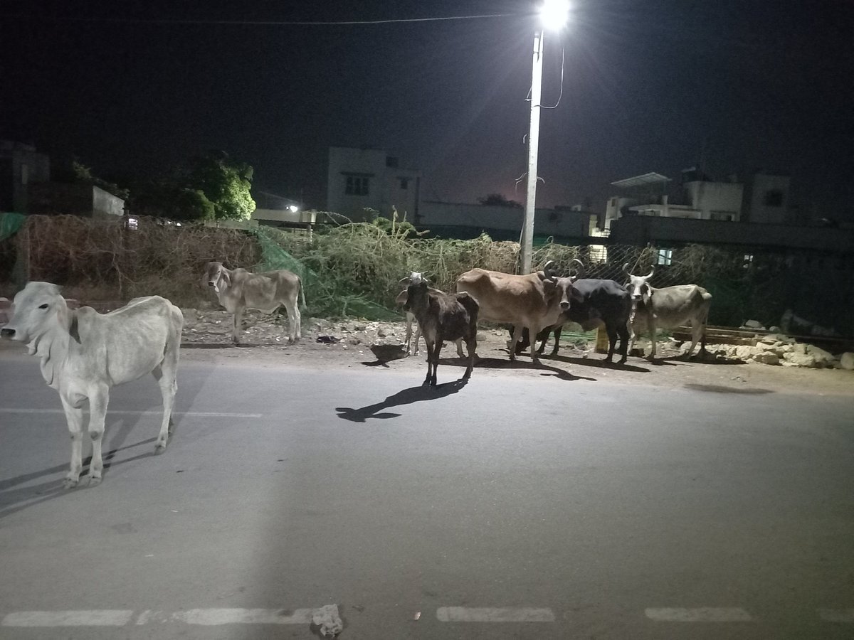 DarjiNimesh11's tweet image. यदि आप भारत में रहते है तो आप जंगली जानवरों से घिरे हुए है।
जी हां भारत अब नेशनल पार्क बन चुका है।
गुजरात का पाटन एक ऐतिहासिक नगर है, #UnescoWorldHeritageSite #RankiVav है।
लेकिन जब से गुजरात में भाजपा की सरकार बनी है तब से यह आवारा पशुओं का राज है।
@narendramodi चोर है महाचोर