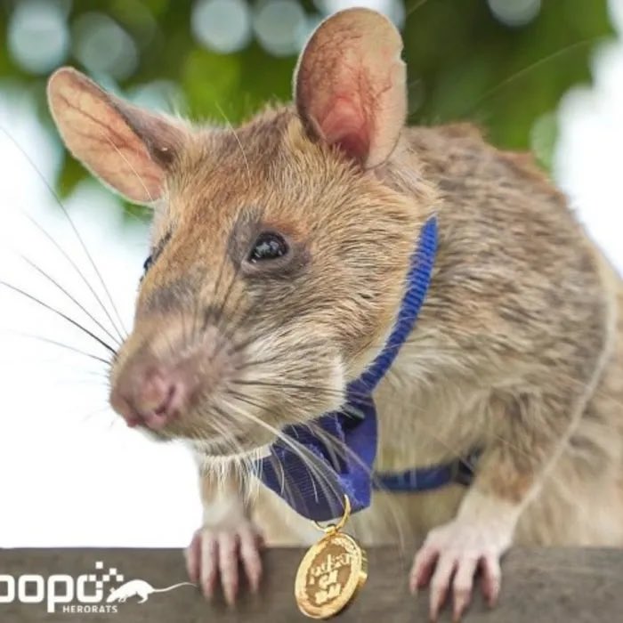 ヨロコビ tweet media