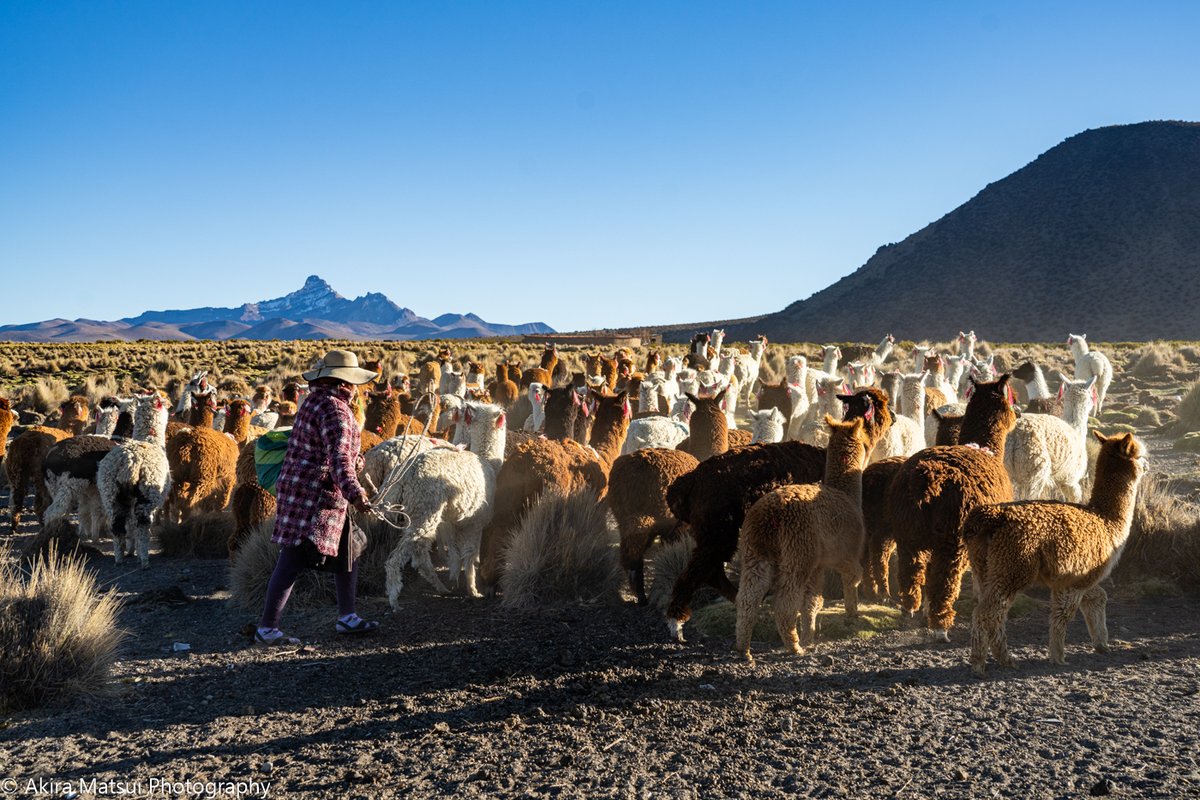 アルパカの足音と、風の音だけが響く高原で。

★続きはブログ→ andina-travel.com/blog/bolivia26…

《松井章 写真展「アルパカ」》
◎開催日：4月17日（金）～23日（木）
◎会場：富士フォトギャラリー銀座
◎ギャラリートーク開催日：18日(土)・19日(日)・22日(水) ※各日2回開催

#アルパカ #ボリビア #動物