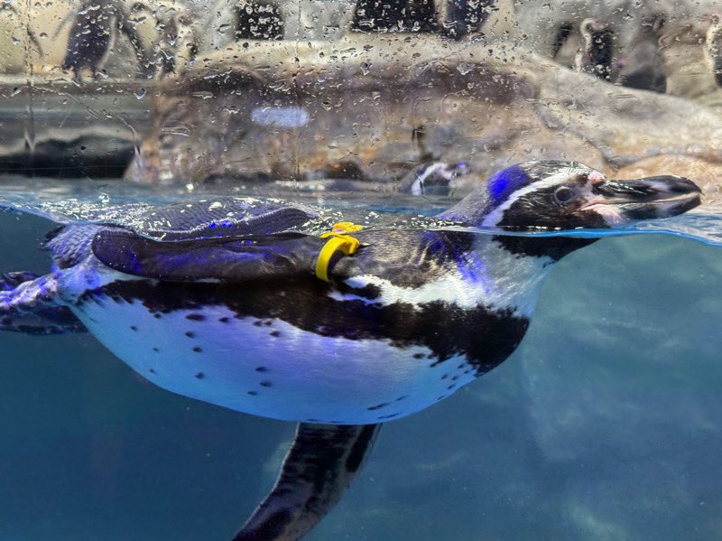 公式】ブラウンダスト2 (@BROWNDUST2_JP) / Posts / X