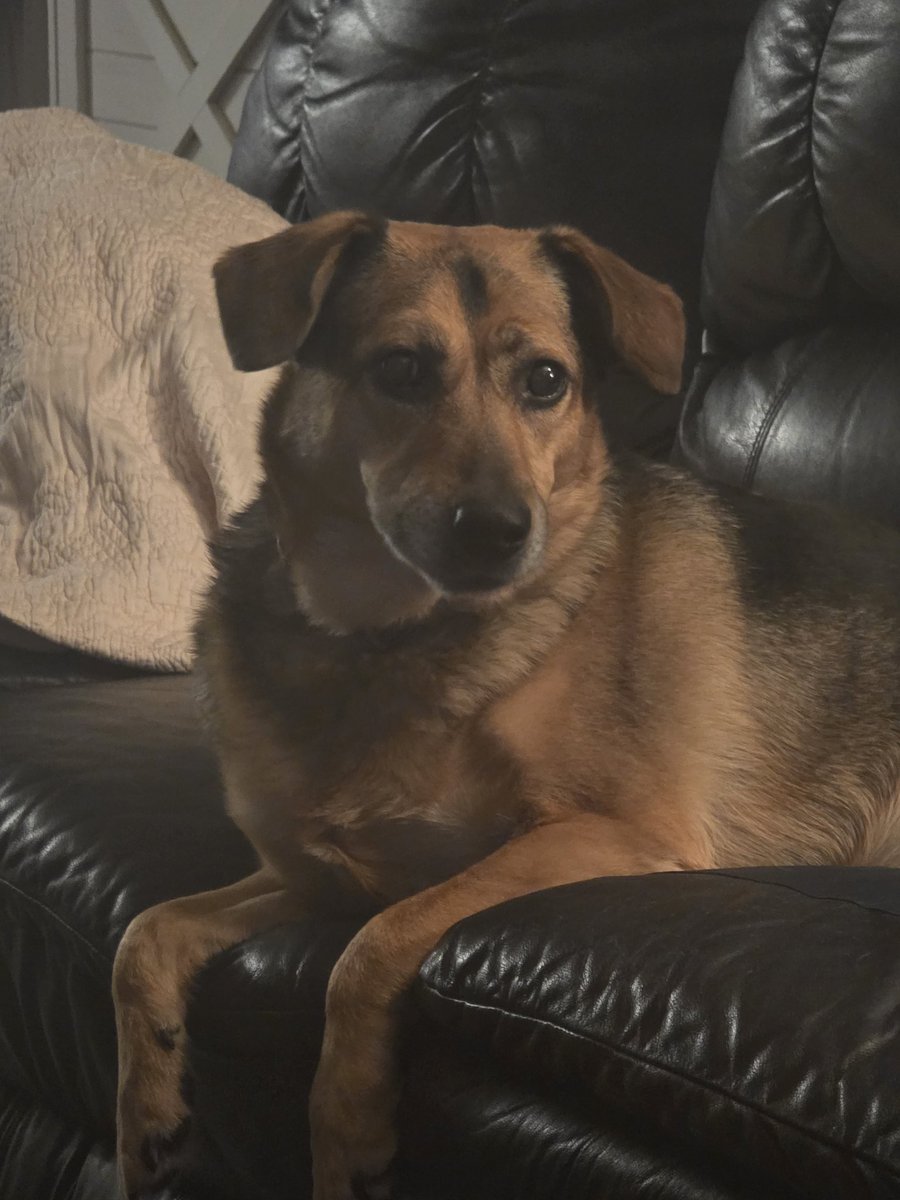 Cinders🔜BlizzCon 2026 tweet media