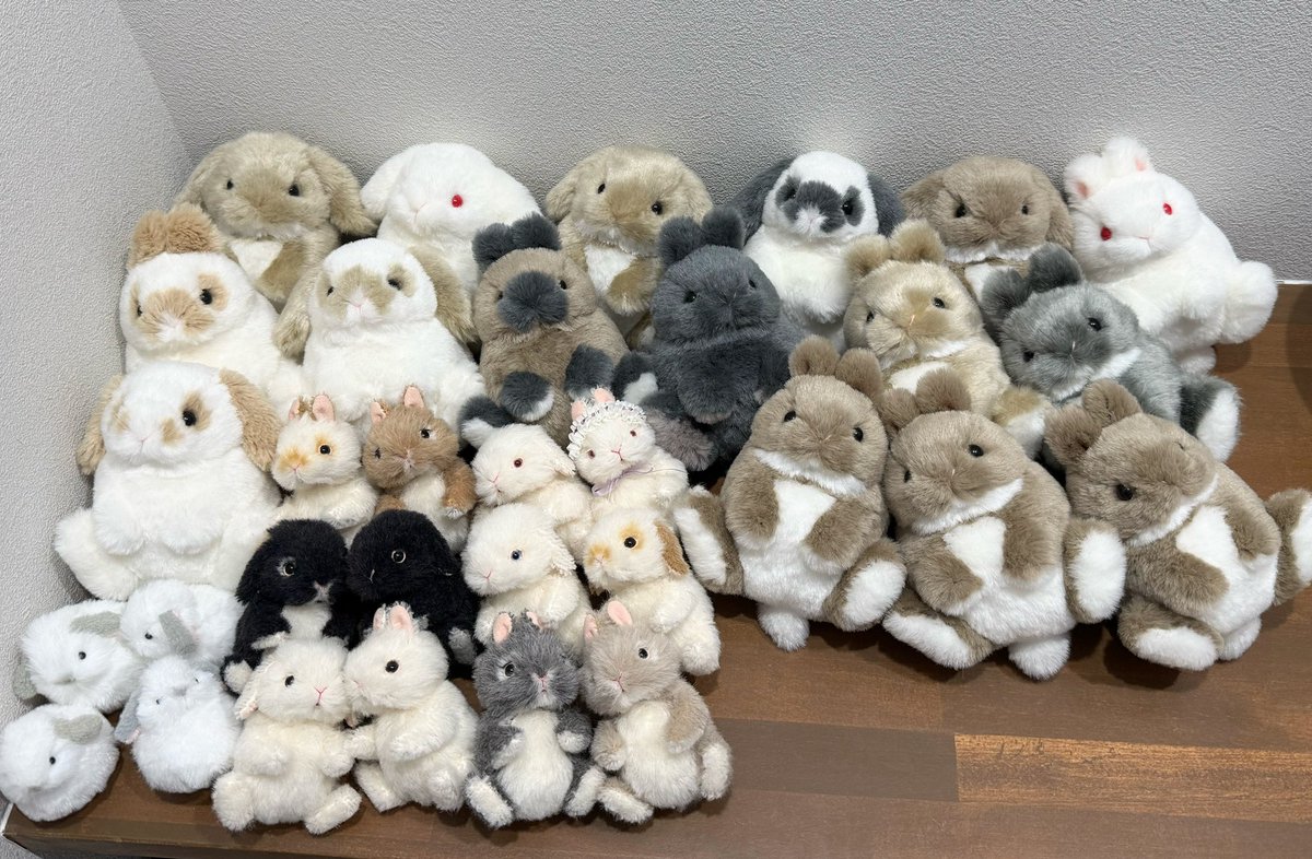 Bonita Rabbits🐰デザフェス63 5/23,24 N-114 tweet media