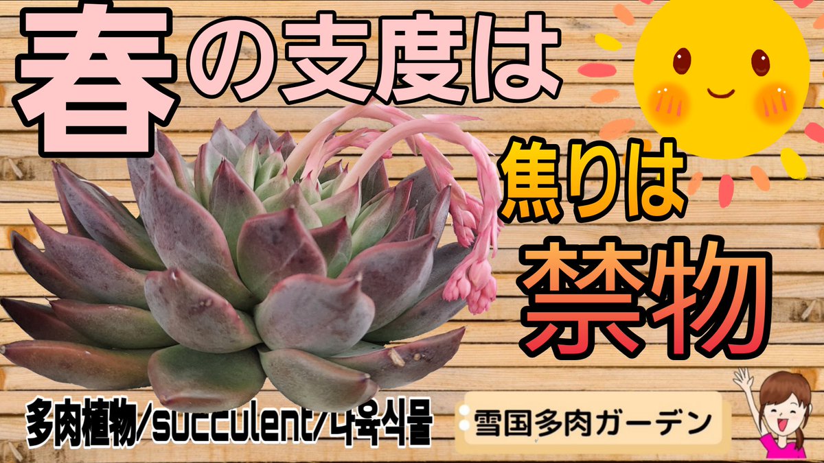 miki_ColorCra's tweet photo. YouTube更新しました(^-^)/
https://t.co/6YAgCer1Km
春の支度は焦りは禁物!
逸る気持ちをグッとこらえて、今は今出来る範囲からの多肉事😊
#雪国多肉ガーデン
#ColorCra https://t.co/Rug36OXXs1