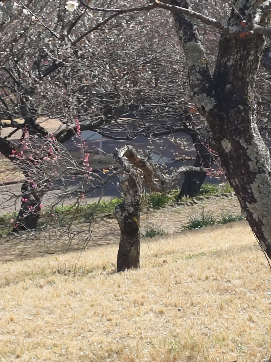 あいだ（Aida　main） tweet media