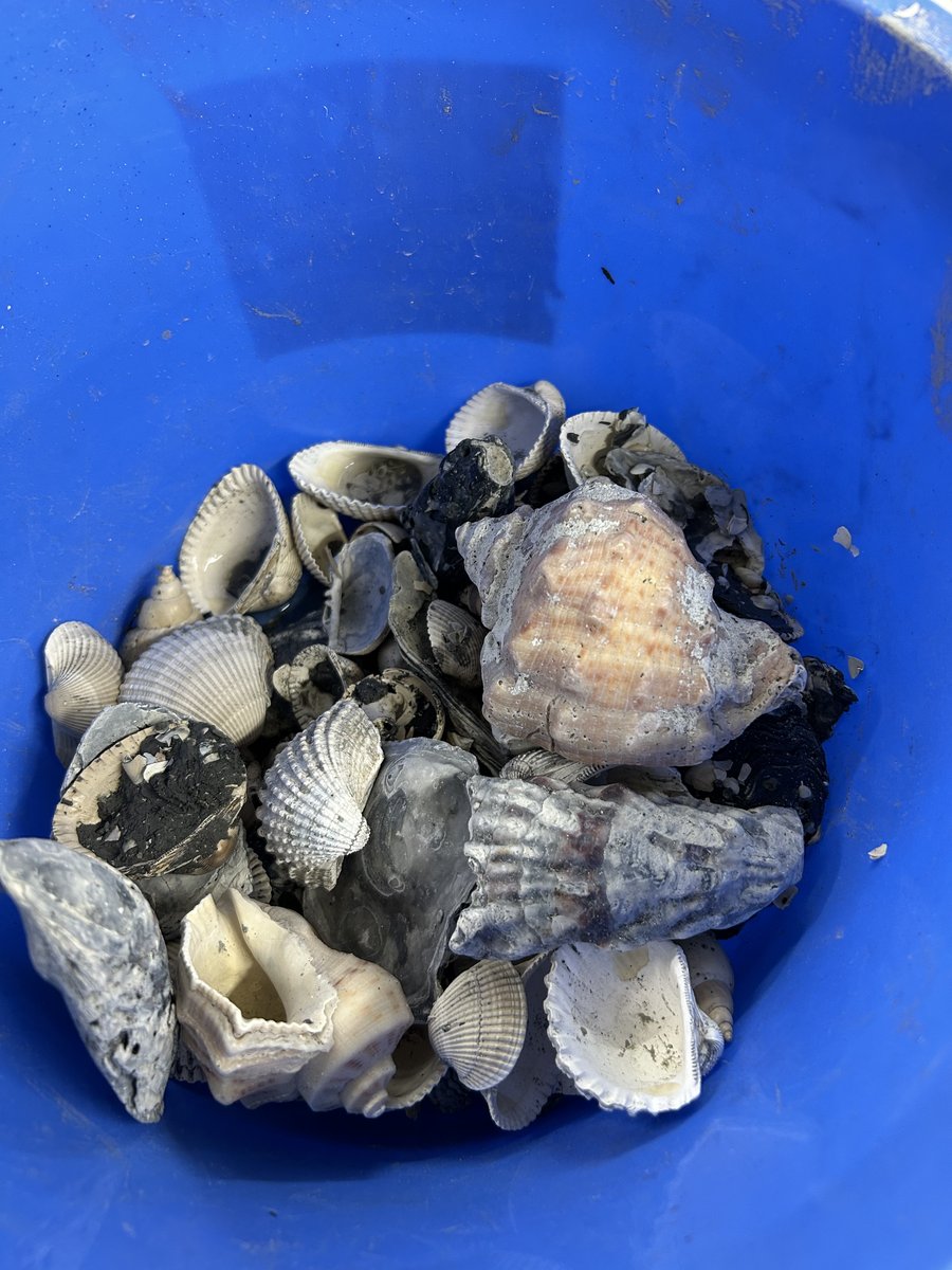 小山市の乙女大橋の建替作業で発見された化石の採集を行いました。橋脚を立てるために掘削した土の中から、約１２万５０００年～２４万年前の貝の化石が見つかります。今回きれいな形を保った貝の化石をたくさん見つけることができました。今後の化石の授業の中で活用したいと考えています。