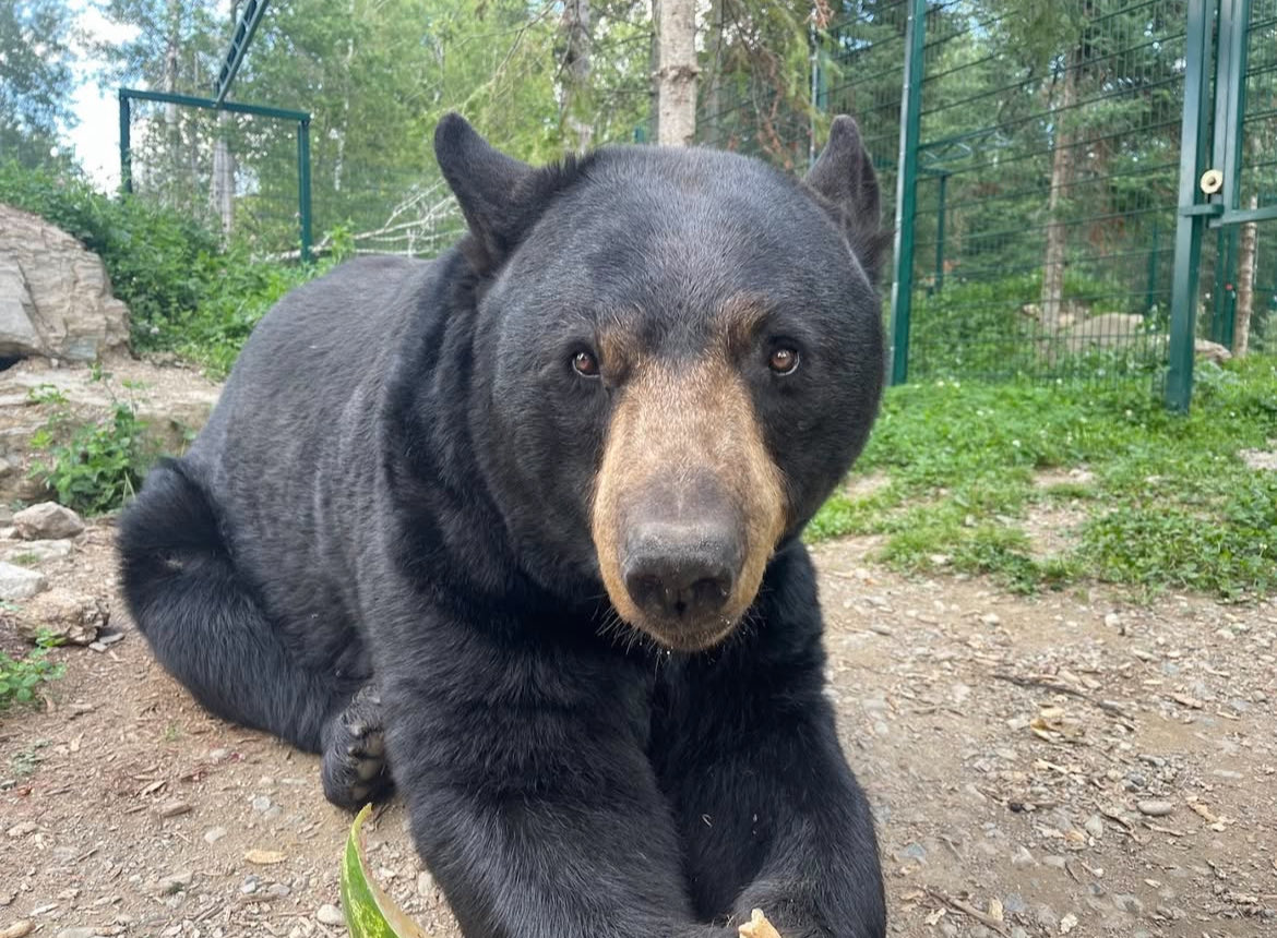 a chubby loser is coming your way. affirm YES to claim