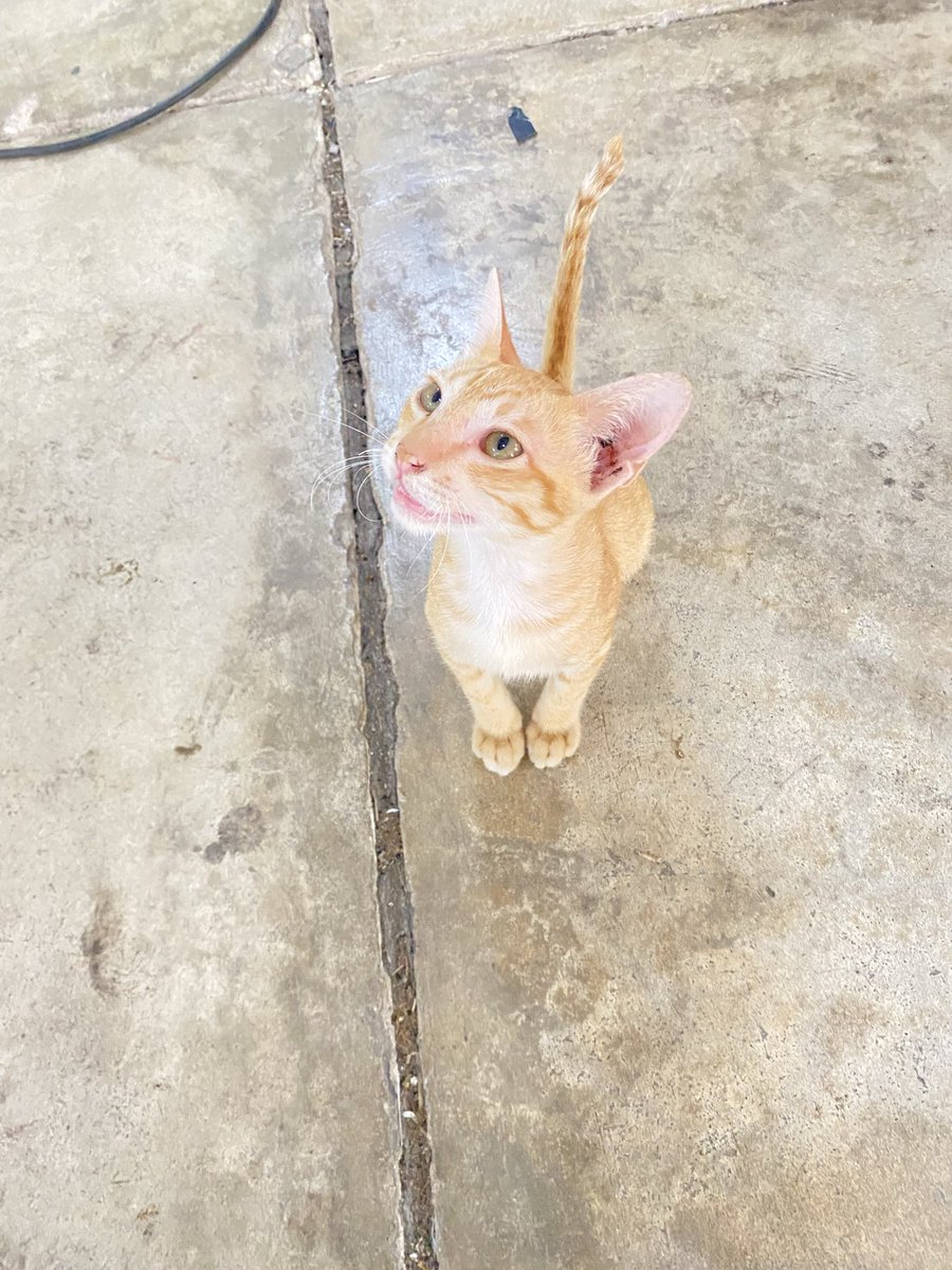 ไปไหนก็เจอแต่แมวส้ม