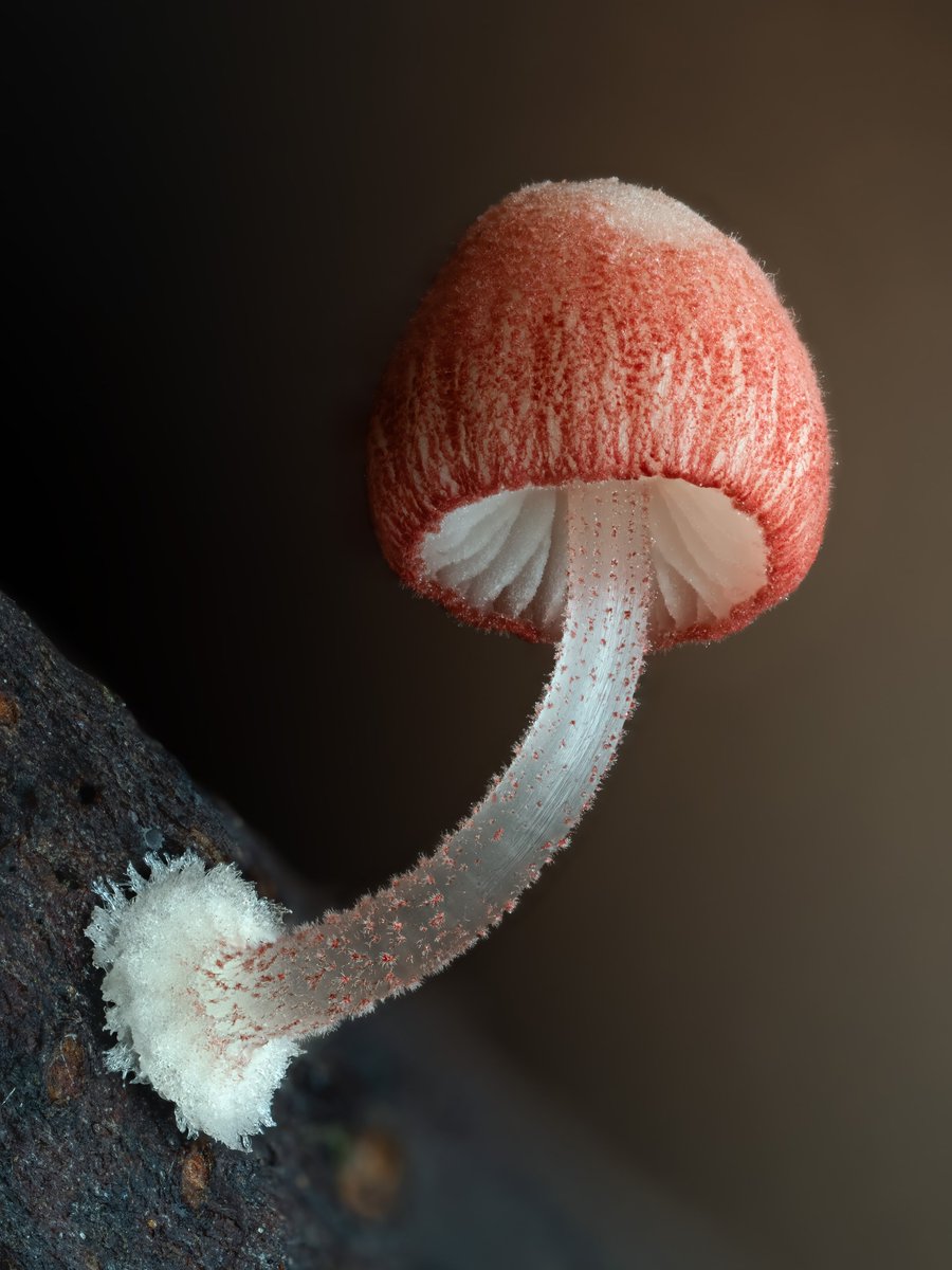 Alan Rockefeller tweet media