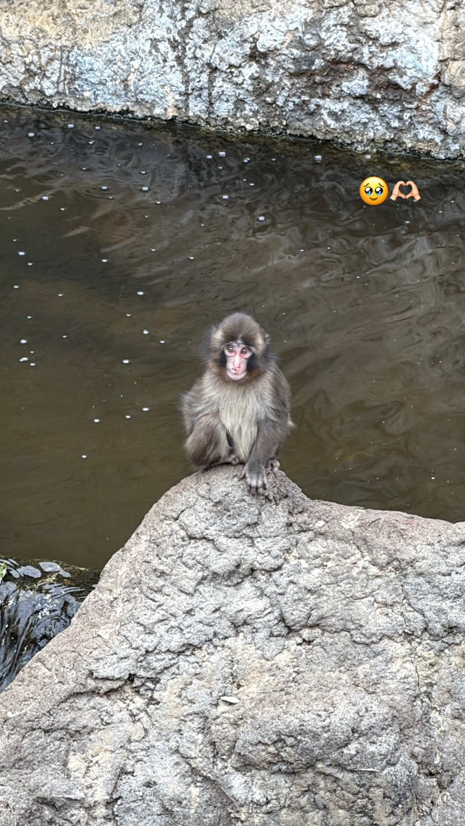 lisa ig story update 🥹🥹