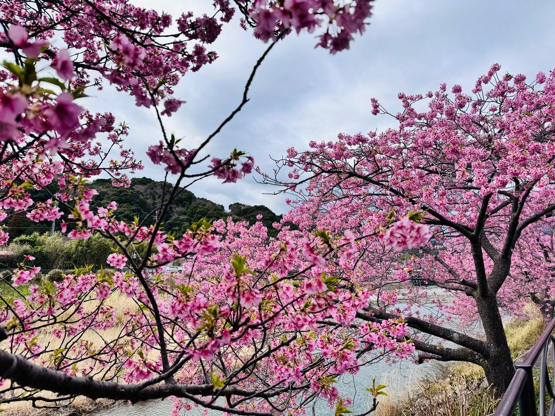 Robcsxeston's tweet photo. 河辺に咲く河津桜が、まるでピンクのトンネルのようです🌸
水面に映る花びらと、風に舞う花��雪が、心まで柔らかくしてくれます💖 https://t.co/LshE0XAsu0
