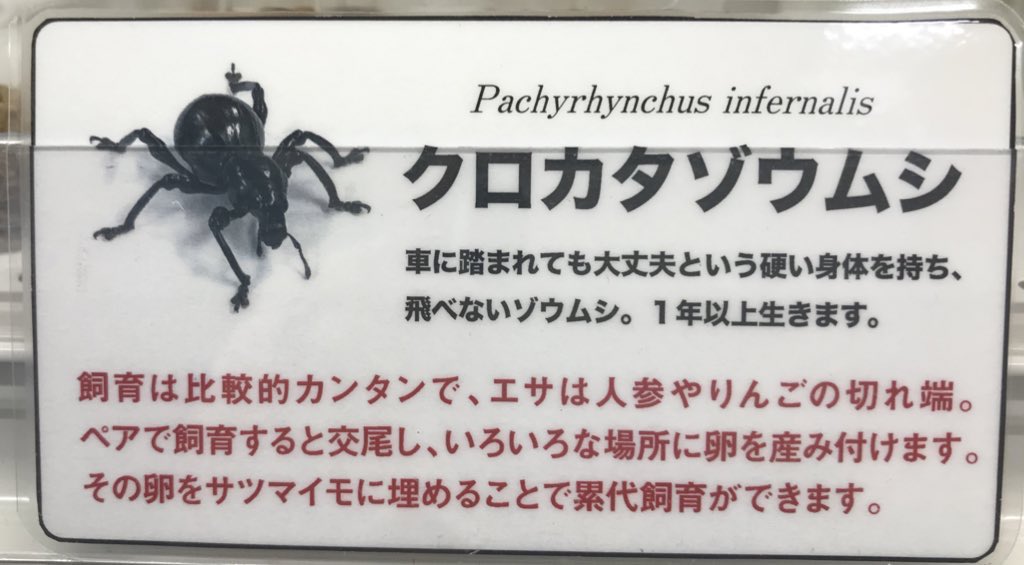 むし社 tweet media