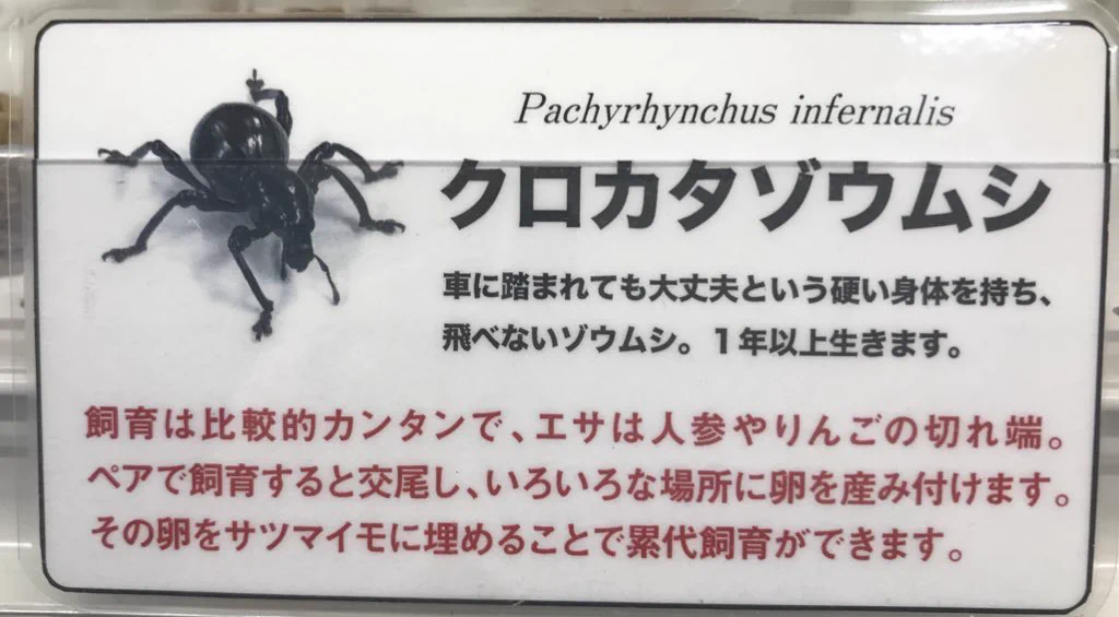むし社 on X: 