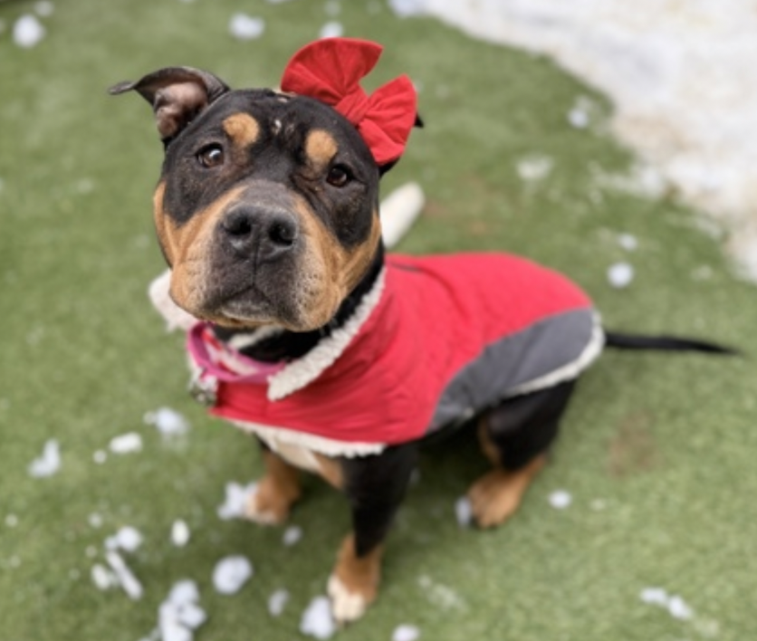 BeeDoDoobieDo's tweet image. 🍀#StPattysDay  🍀 #LuckyCharm🍀 

Xena, queen of hearts♥️ #38DaysInCare

Time for this girl to be taken care of
Brought into a loving home
No more worries, just love
The friend you need, always there for you

👋 Introduce yourself to her in Manhattan
nycacc.app/browse/246250