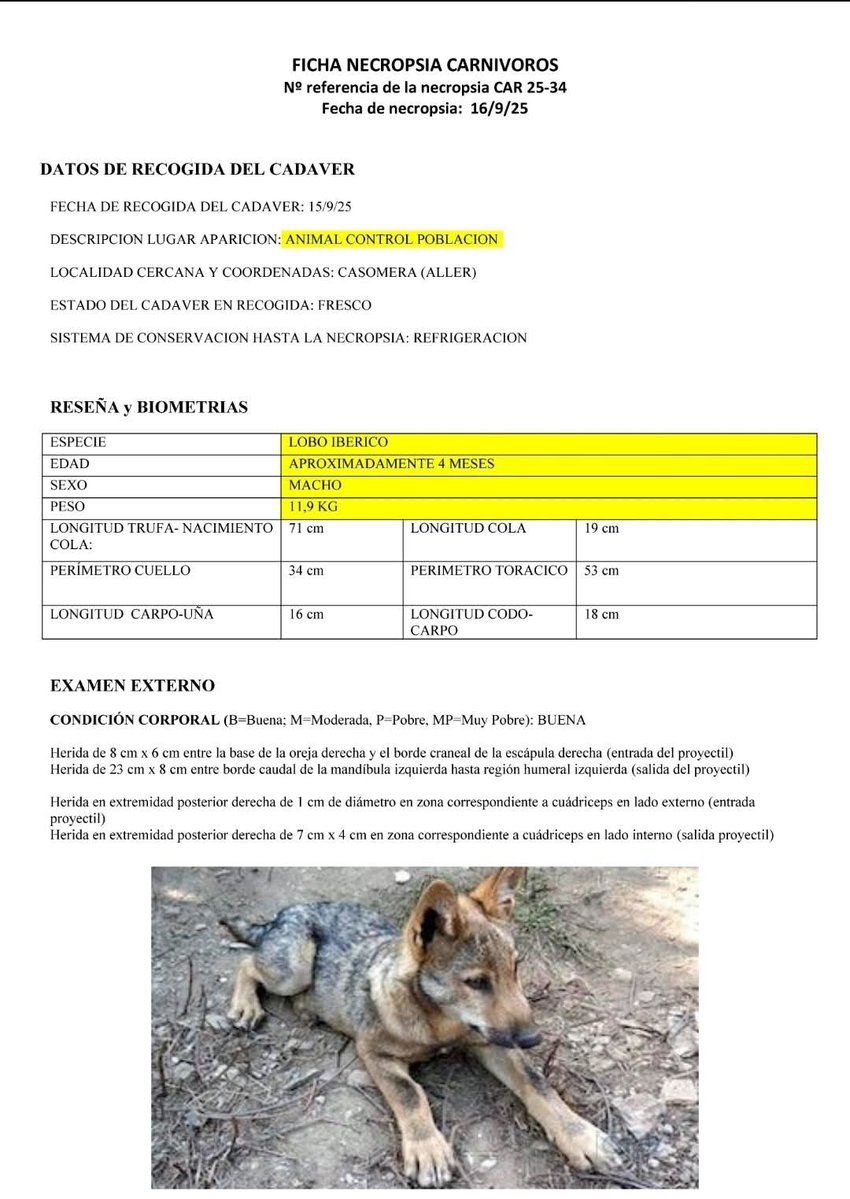 1️⃣Esta ficha lo dice todo. Un lobo ibérico de apenas 4 meses, abatido bajo el eufemismo de “control poblacional”. Un cachorro que debería haber estado aprendiendo a cazar pequeños animales con sus progenitores, aparece aquí reducido a números, medidas y heridas de bala.