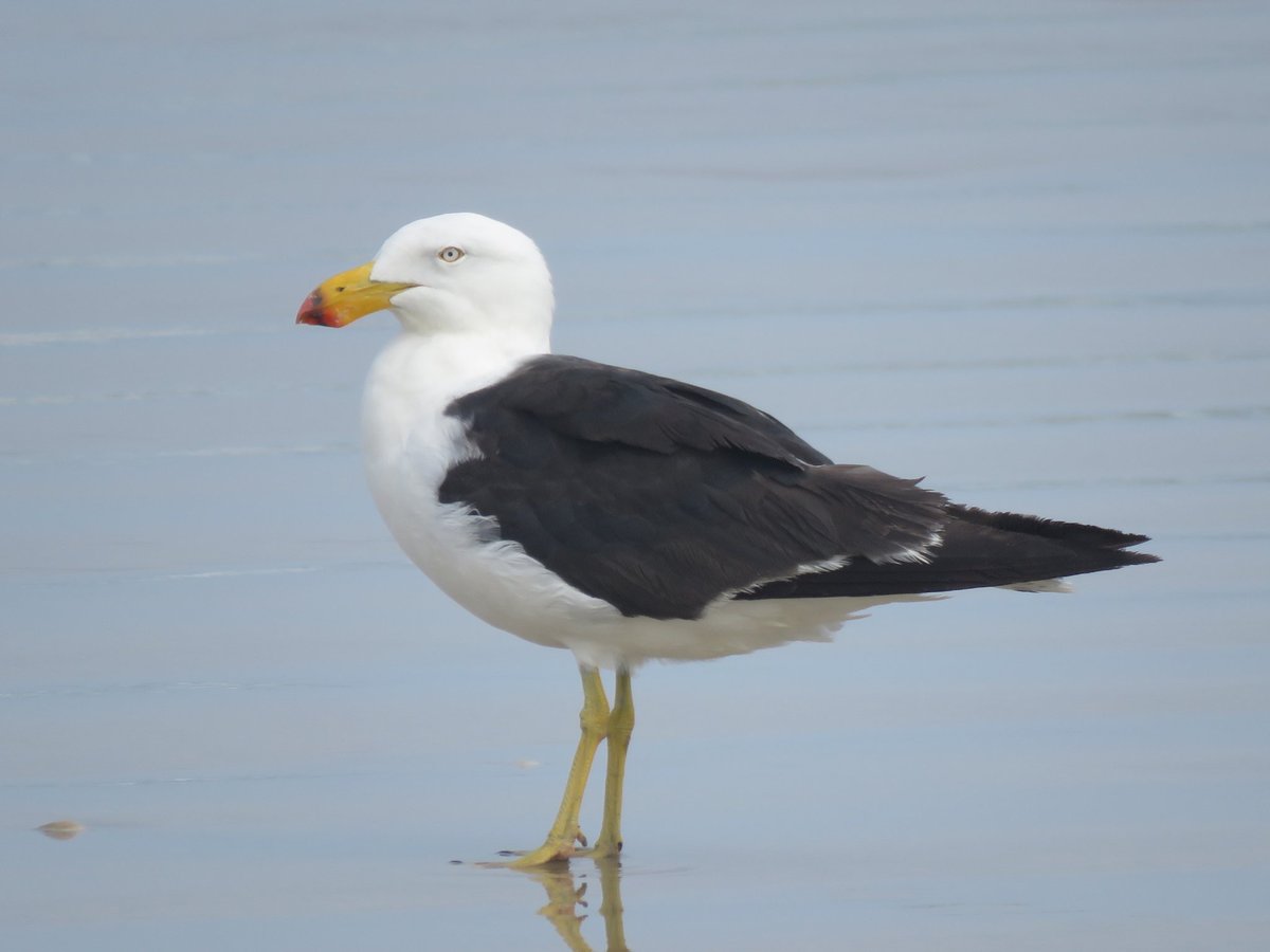 Bird Michael From Twitt℮r tweet media