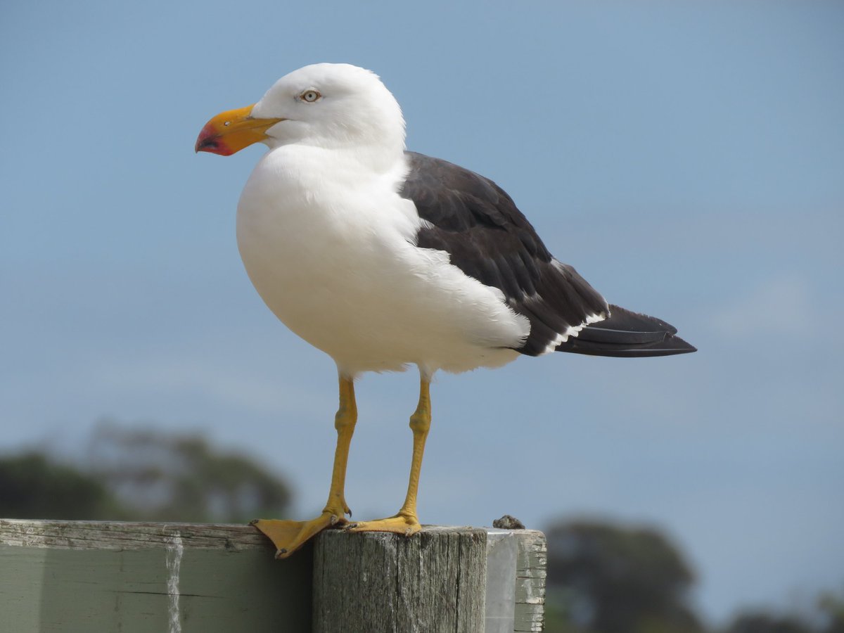 Bird Michael From Twitt℮r tweet media