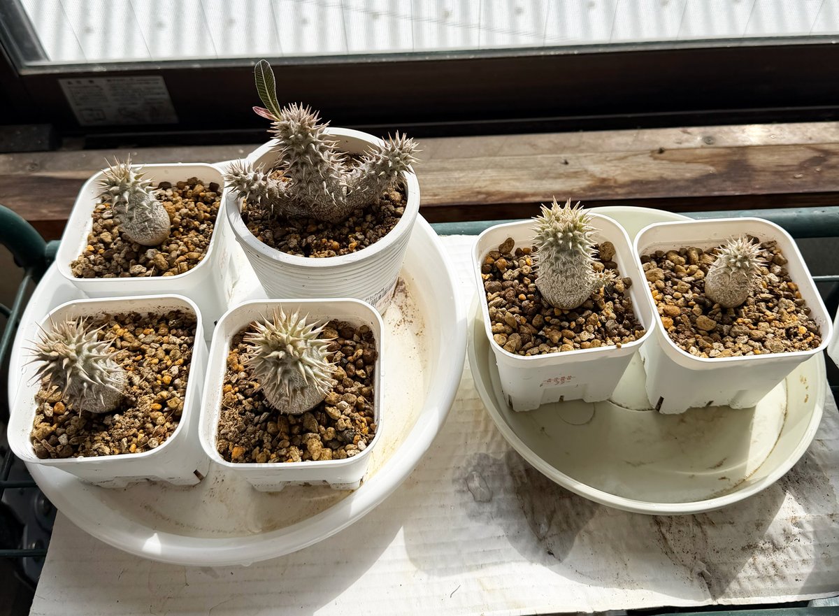 (株)国華園【公式】 tweet media