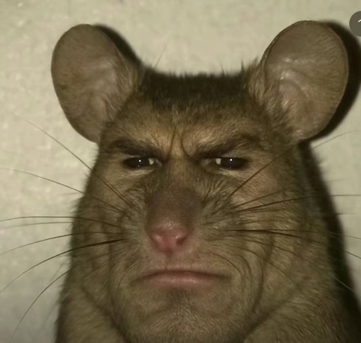 Eclair Games || Wishlist RatScum tweet media