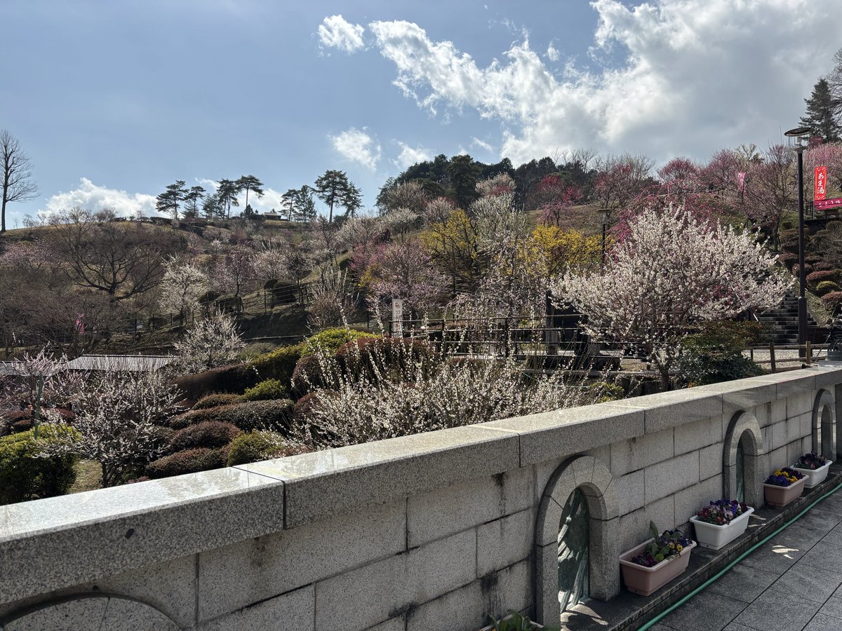 MAX10824's tweet photo. ここ最近色々あって忙しかったけど、ようやく落ち着いたので友人と梅を見に行きました。 https://t.co/etUxt7ecR4