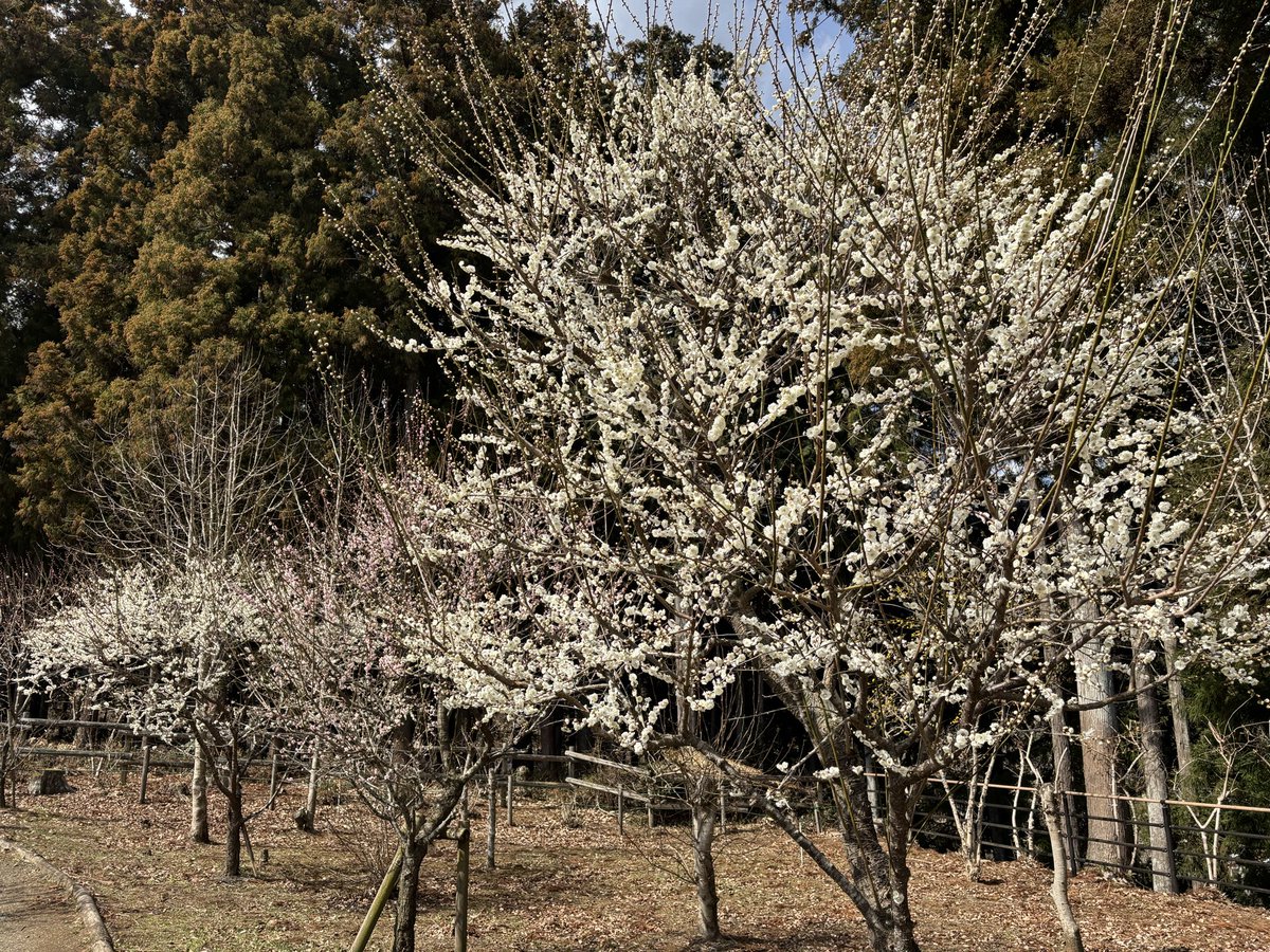 MAX10824's tweet photo. ここ最近色々あって忙しかったけど、ようやく落ち着いたので友人と梅を見に行きました。 https://t.co/etUxt7ecR4