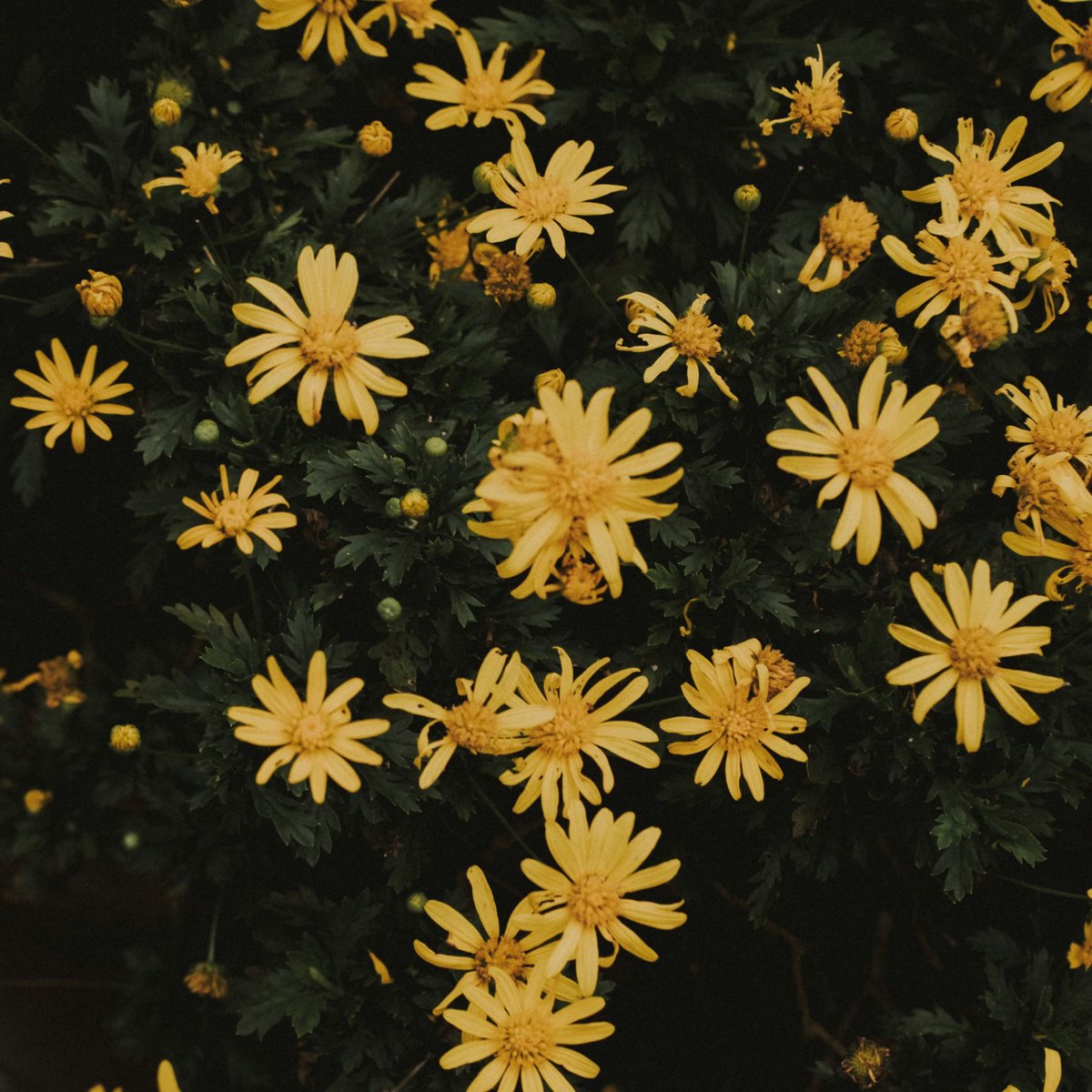 𝗛𝗲𝗹𝗴𝗮 𝗛𝘂𝗳𝗳𝗹𝗲𝗽𝘂𝗳𝗳 tweet media