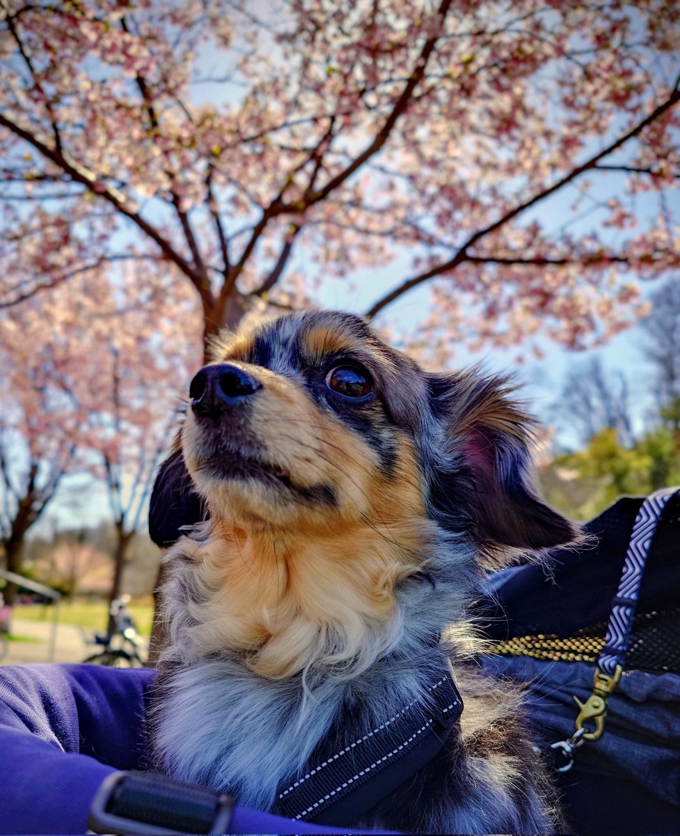 may5may_t's tweet photo. 🐶今日はお散歩日和
（カートに乗りながら） https://t.co/dQRxDIhdAP