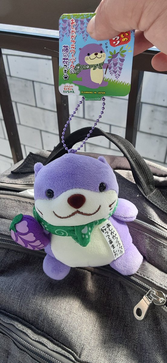 yYvbgb1AUF97779's tweet photo. @tsuchitokaze お久しぶりです。先ほど、あしかがフラワーパークで買いました✨ https://t.co/sjJeycMj9z